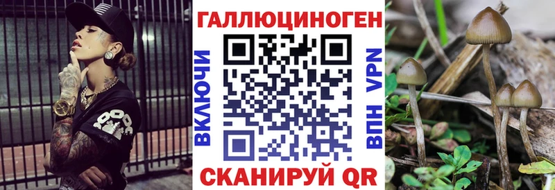 Купить  Кашин  Псилоцибиновые грибы Psilocybe 